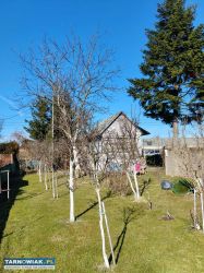 Sprzedam działkę ROD,,Semafor " - Obrazek 3