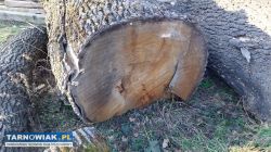 Sprzedam drzewo - Obrazek 1