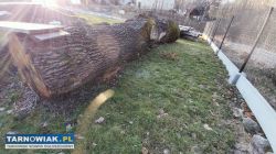 Sprzedam drzewo - Obrazek 3