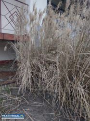 sprzedam trawę miskant chiński - Obrazek 2