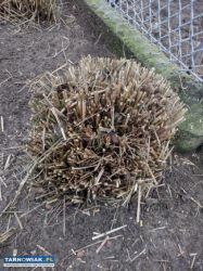 sprzedam trawę miskant chiński - Obrazek 1