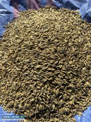 Owies ,ziarno zboże - Obrazek 2