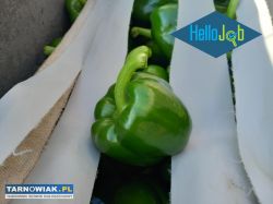 Praca w Holandii - Obrazek 4