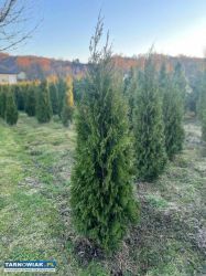 Tuja szmaragd 170-180 cm - Obrazek 3