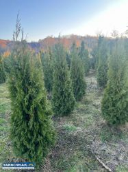 Tuja szmaragd 170-180 cm - Obrazek 2