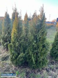 Tuja szmaragd 150-160 cm - Obrazek 2