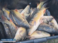 Zarybianie na stawach w Bobrownikach Wielkich !! - Obrazek 2