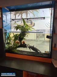 Akwarium 350L filtr,lampa,ryby - Obrazek 1