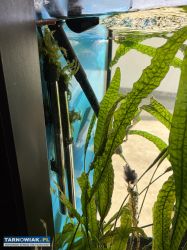 Akwarium 350L filtr,lampa,ryby - Obrazek 2