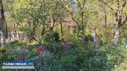 ogródek działkowy - Obrazek 2