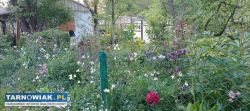 ogródek działkowy - Obrazek 3