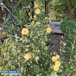 ogródek działkowy - Obrazek 4