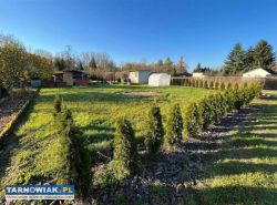 Rod jaskółka tarnów - Obrazek 1