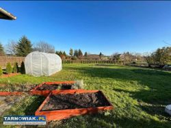 Rod jaskółka tarnów - Obrazek 4