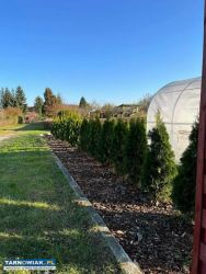 Rod jaskółka tarnów - Obrazek 3