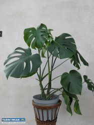 Kwiat doniczkowy monstera - Obrazek 1
