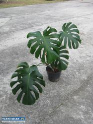 Kwiat doniczkowy monstera - Obrazek 2
