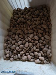 Ziemniaki sadzeniaki Red sonia - Obrazek 1