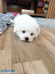 Maltańczyk szczeniaczek - Obrazek 1