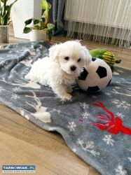 Maltańczyk szczeniaczek - Obrazek 2