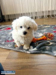 Maltańczyk szczeniaczek - Obrazek 3