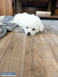 Maltańczyk szczeniaczek - Obrazek 4