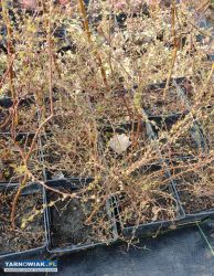 Sprzedam - Obrazek 1