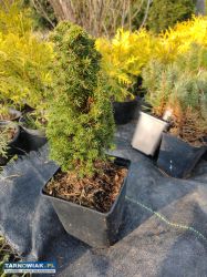 Sprzedam - Obrazek 2