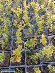 Sprzedam - Obrazek 1