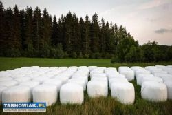 Sprzedam siano kiszonke - Obrazek 2