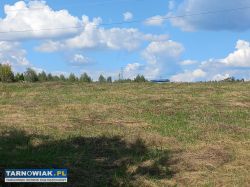 3 sąsiednie działki! 1 z 4 już sprzedana - Obrazek 3