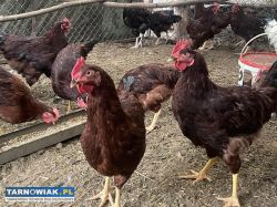 Piskleta Karmazyn Czerwony - Obrazek 3