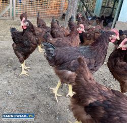 Piskleta Karmazyn Czerwony - Obrazek 4