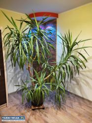 Duża Jukka - Obrazek 2