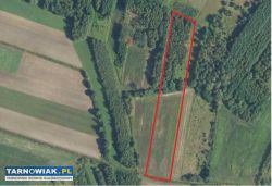 sprzedam działki rolną -Mędrzechów - Obrazek 1