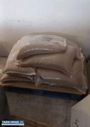 Pszenica ozima chevingon - Obrazek 1