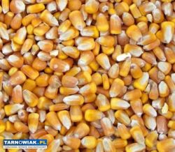 Kukurydza sucha workowana - Obrazek 1