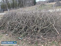 Oddam gałęzie darmo - Obrazek 1