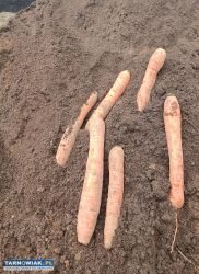 Ziemia uprawowa pod t - Obrazek 1