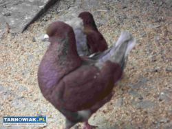 sprzedam gołebie - Obrazek 4