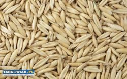 Sprzedam piękny owies - Obrazek 1