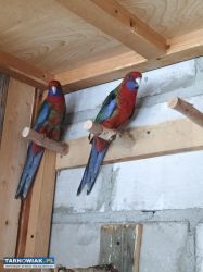 papuga rozelle królewskie - Obrazek 2