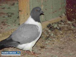sprzedam gołębie - Obrazek 2