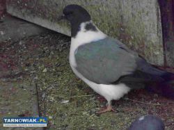 sprzedam gołębie - Obrazek 3