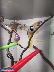 Zeberki amadyny zebrowate amadyny wspaniałe - Obrazek 2