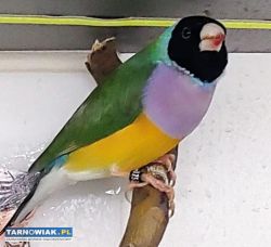 Zeberki amadyny zebrowate amadyny wspaniałe - Obrazek 1