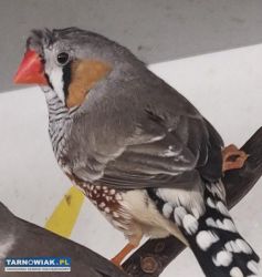 Zeberki amadyny zebrowate amadyny wspaniałe - Obrazek 3