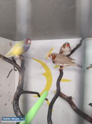 Zeberki amadyny zebrowate amadyny wspaniałe - Obrazek 4