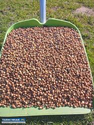 Bobik sprzedam - Obrazek 1