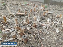 miskant chiński olbrzymi - sadzonka 4zł, karpa 15z - Obrazek 1